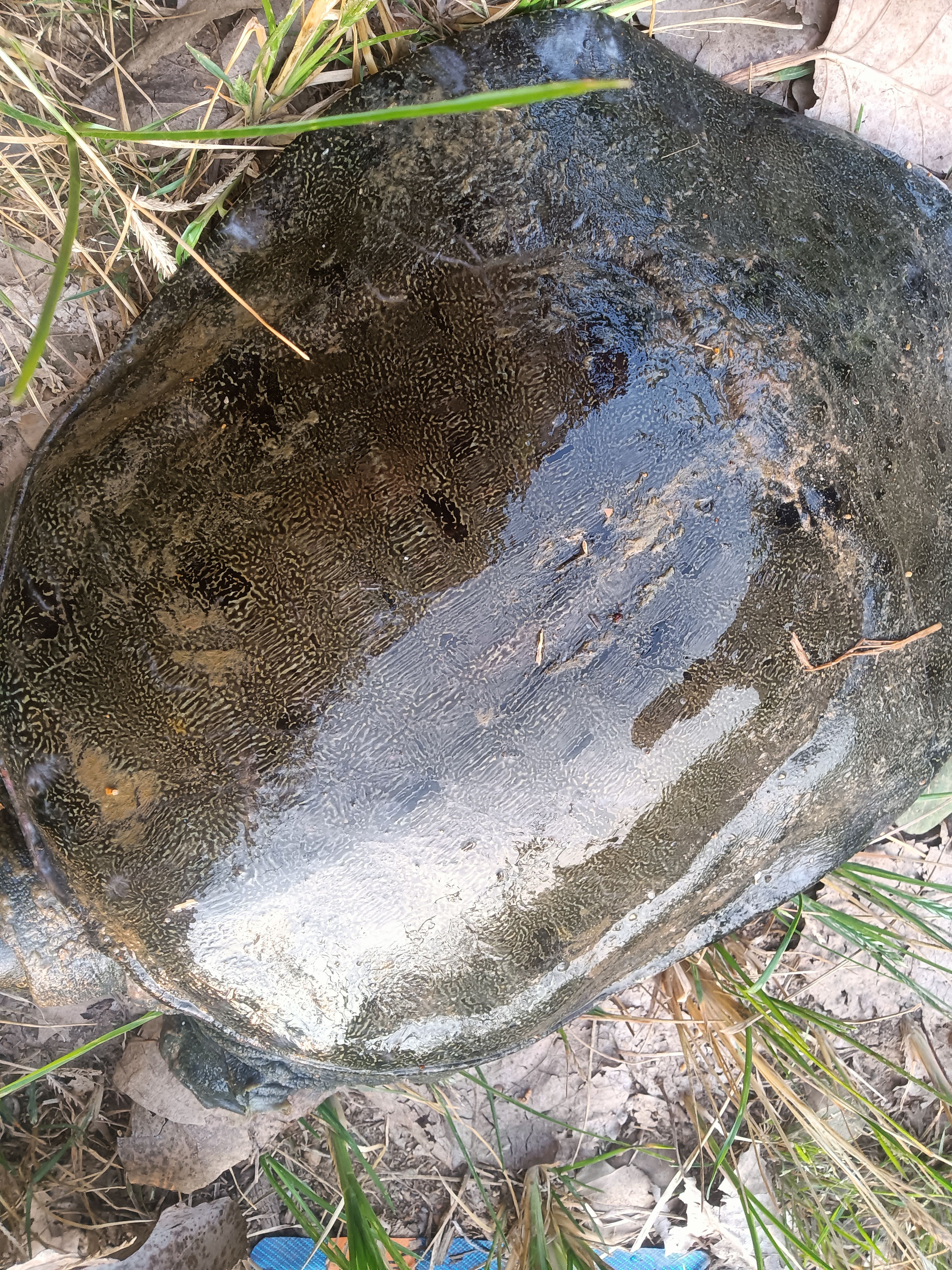 湖南常德洞庭湖生态散养精品甲鱼，吃小鱼小虾长大五年精品老甲鱼。