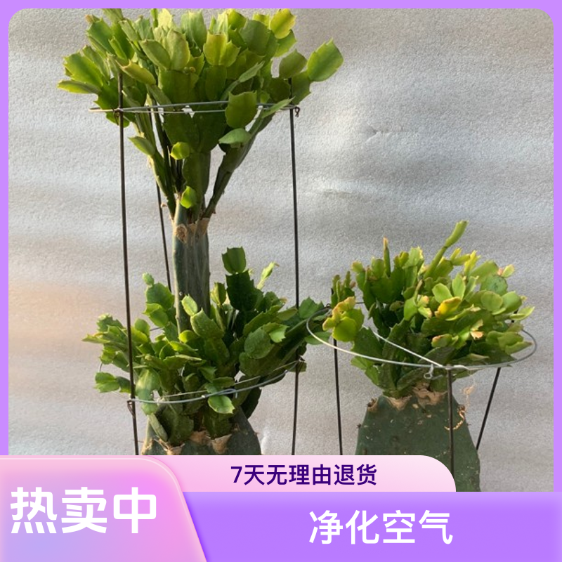 仙人掌嫁接蟹爪兰1层~-2层 原盆原土发货