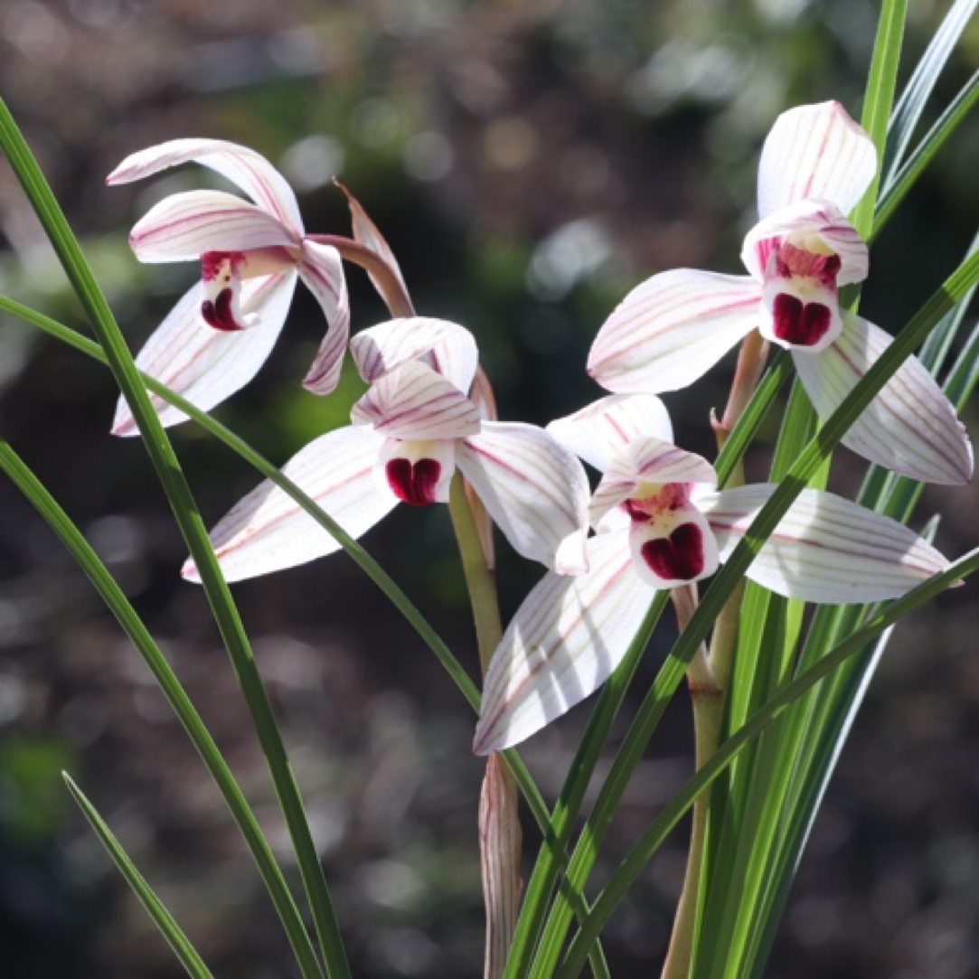 *逸林国兰*莲瓣兰心心相印基地直发带花苞商品苗