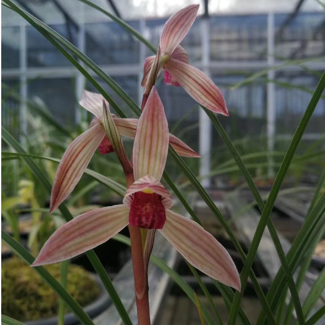 *逸林国兰*一物一拍/种源标准/基地直发200-1000