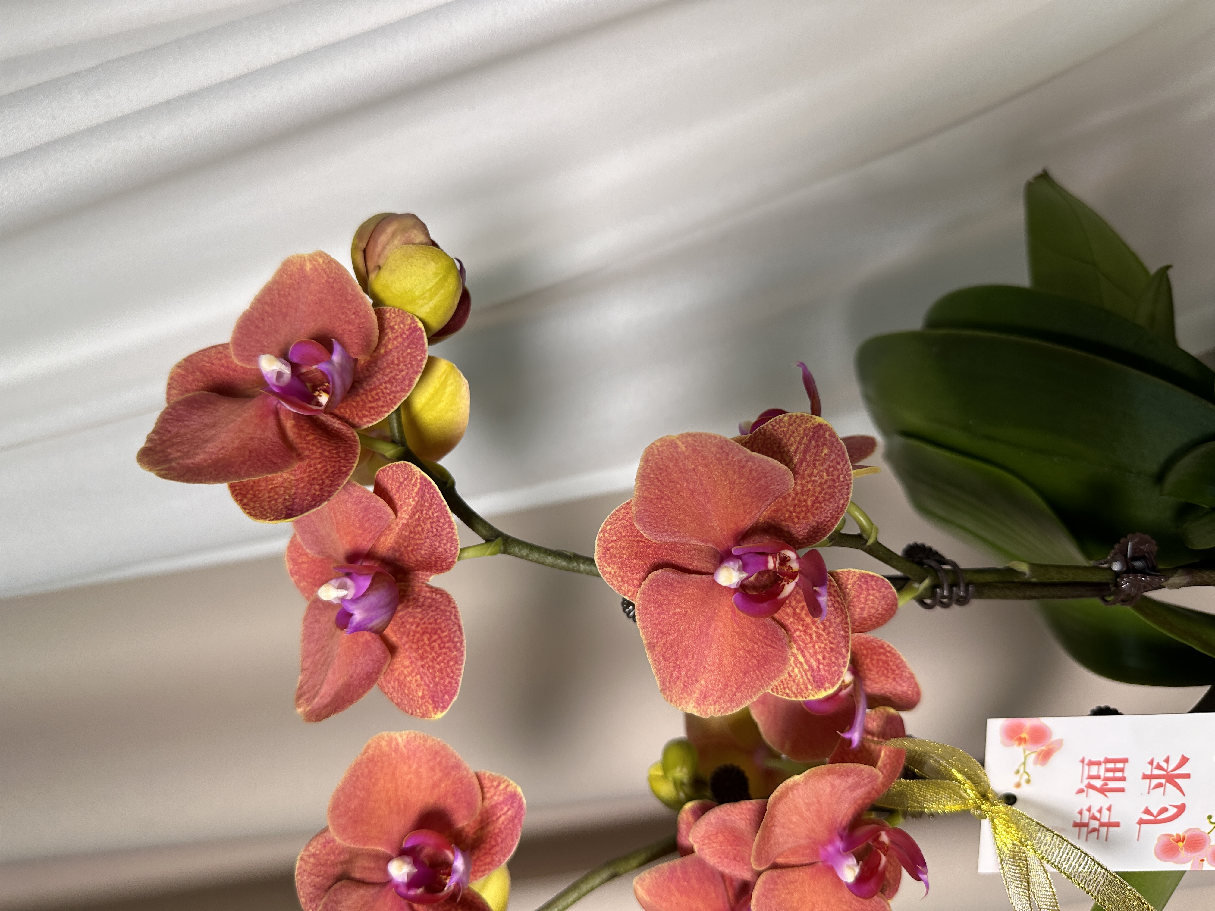 蝴蝶兰【金桔】单花剑 爱马仕橙 室内花花 广州基地直发