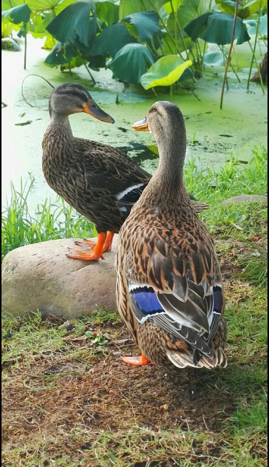 农家土鸭（宰杀不退），京东冷链