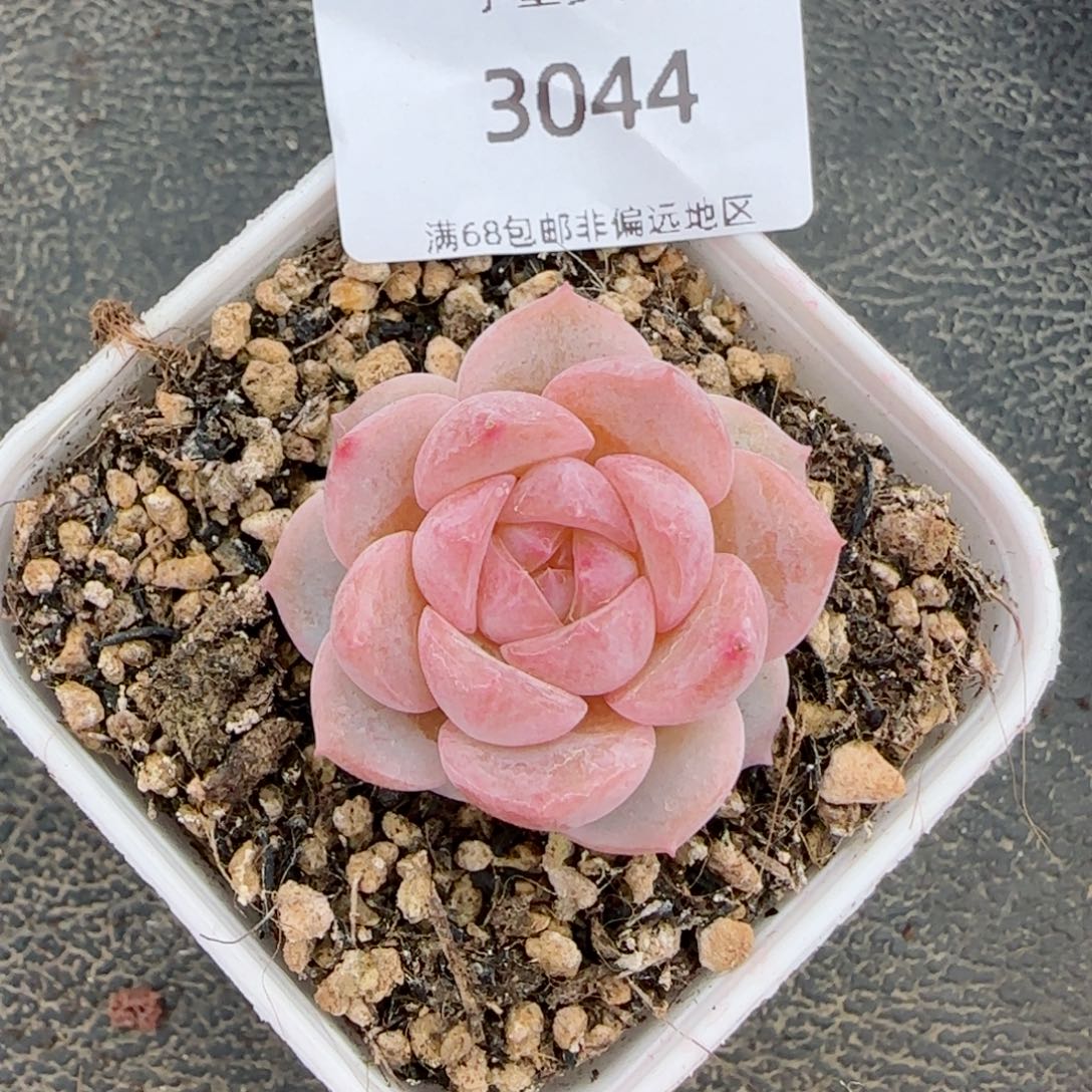 云岚。    3044。      多肉