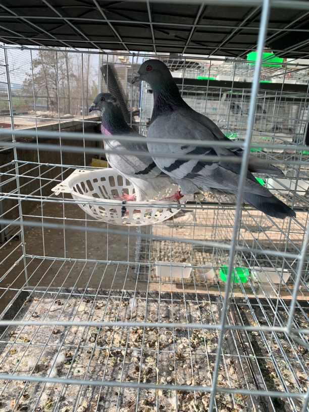 瓦灰信鸽种鸽青年