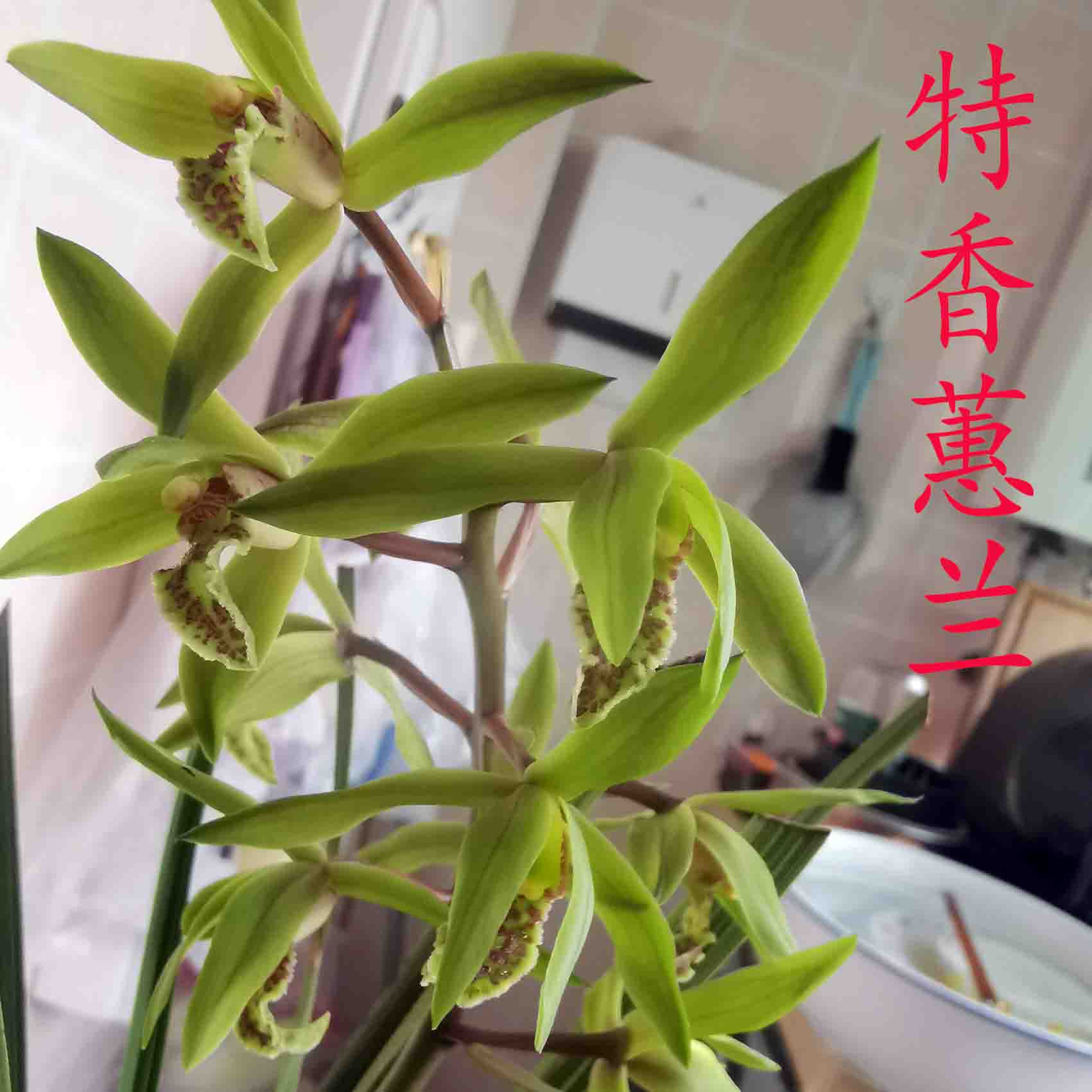 鑫雅花卉蕙兰特香四季常青叶资飘艺浓香阳台花绿植盆栽