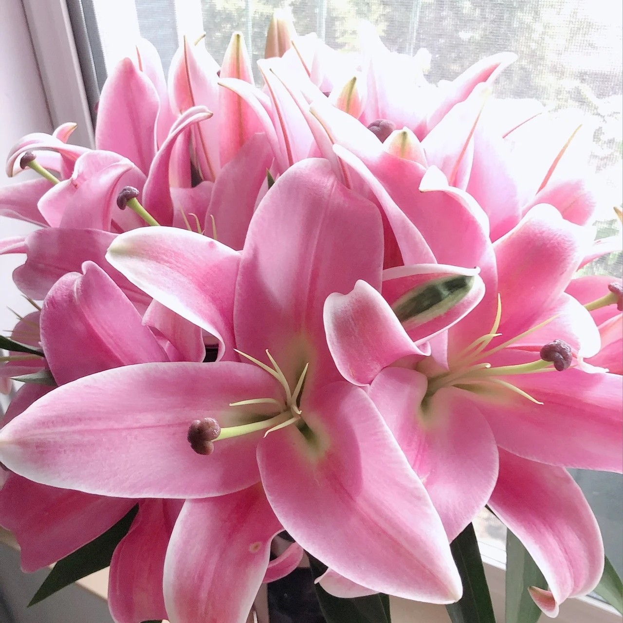 {娟娟优选}罗宾娜浓香型粉色香水百合（修剪特大养护美观鲜花）