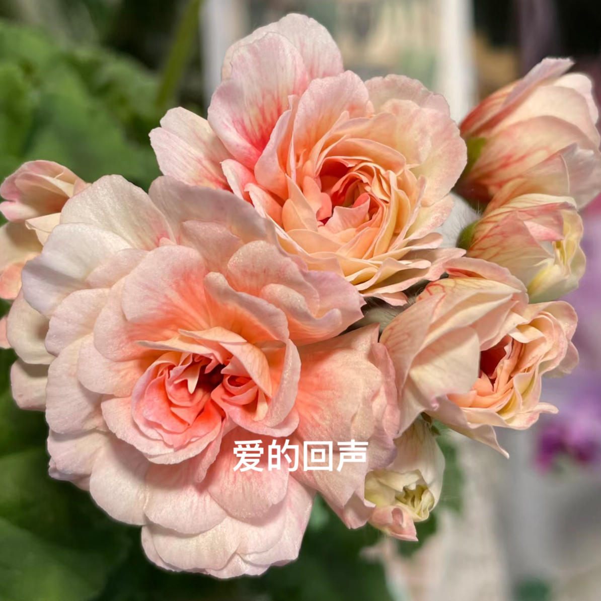 【爱的回声】兽系130直立天竺葵大花球