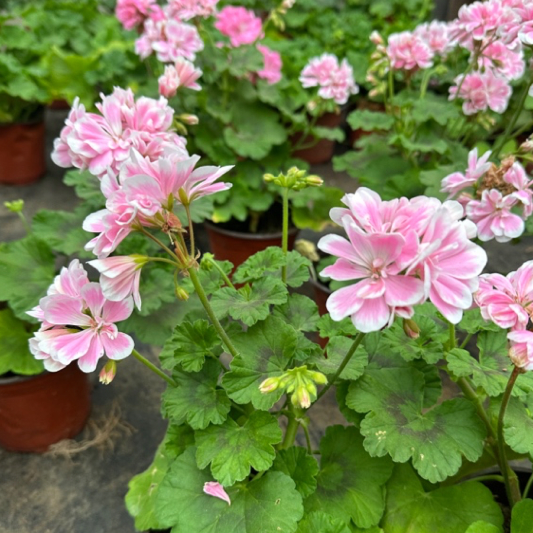 【童话故事】130杯直立重瓣大花球子天竺葵爆花