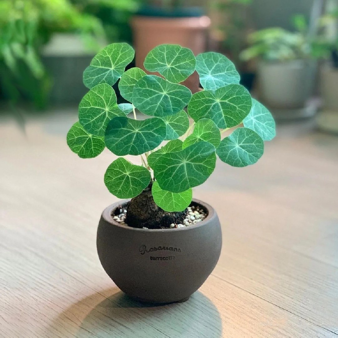 正宗山乌龟盆栽水培植物室内办公室生长客厅垂吊室外盆栽室内庭院