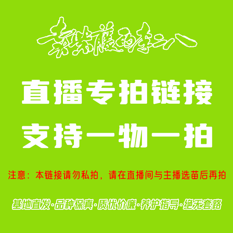 优质紫藤花盆景素材 (可选桩型)基地发货 品种保真