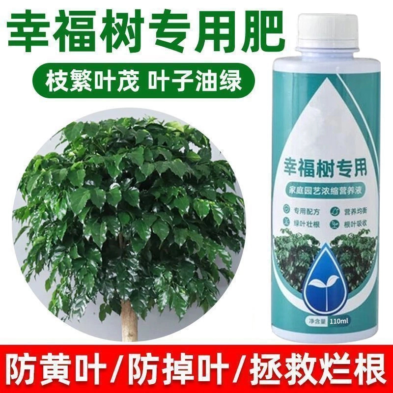 幸福树专用营养液专用肥料防治黄叶掉叶黑斑绿植花卉盆栽营养液
