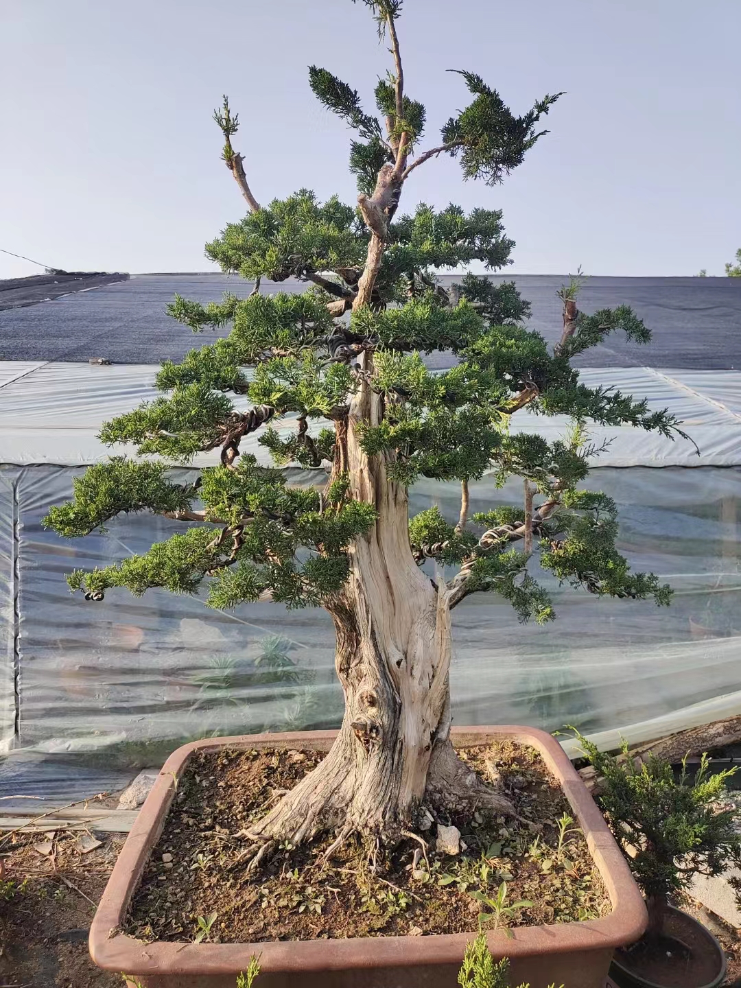 青州刘氏盆景/真柏/一手货源