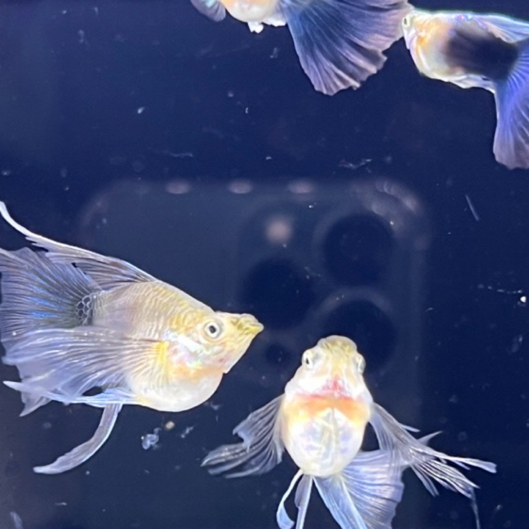 蓝礼服球体大C一对