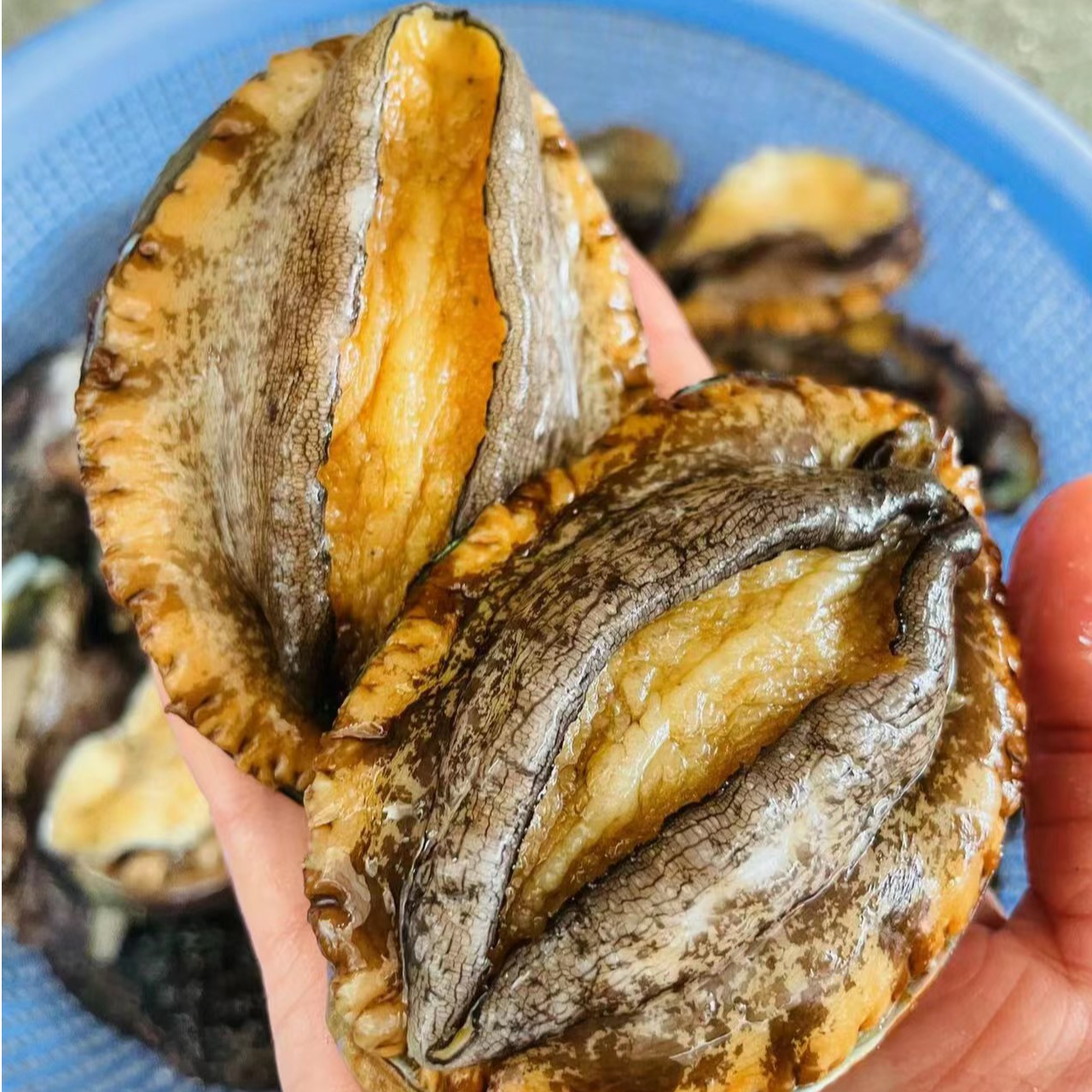 【鲜冻】九孔鲍鱼肉1头-2头鲍鱼手剥纯肉6颗约520克-540克之间每包