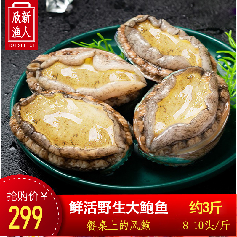 【3斤活鲍鱼】新鲜鲍鱼鲜活超大海鲜水产活跳墙特大小鲍鱼捞汁饭