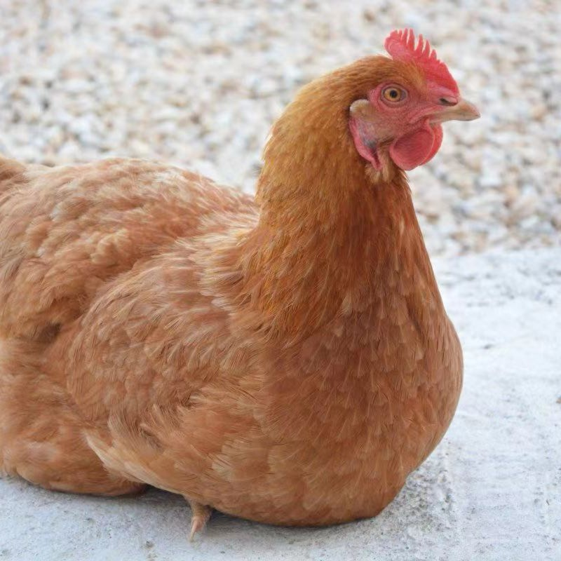 纯东北本地一年半年以上老母鸡