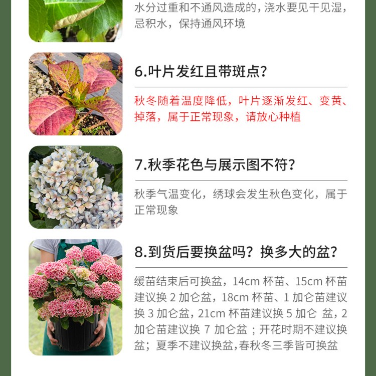 2加仑大花绣球基地直发