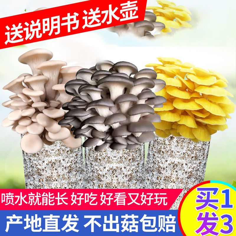 【不出菇包赔】蘑菇菌包家庭种植食用菌棒蘑菇种植包食用平菇菌种
