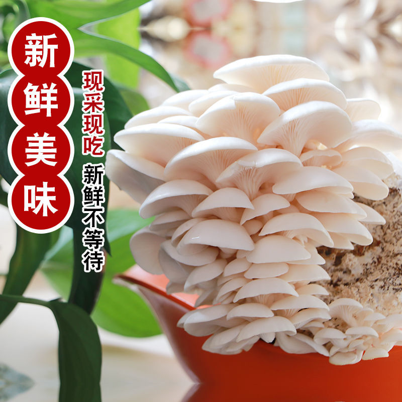 买1发3蘑菇种植包菌种菌包家种菌菇食用平菇菌菇家庭菌棒蘑菇菌包