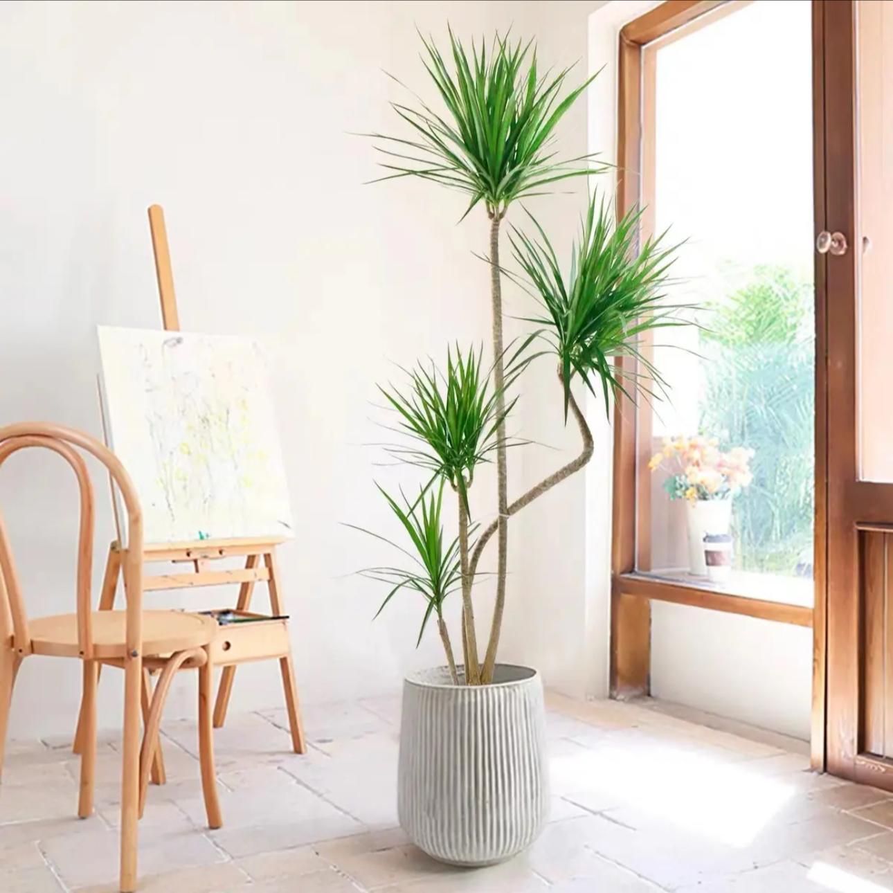 青叶千年木绿植盆栽室内步步高落地简约造型网红易活植物净化空气