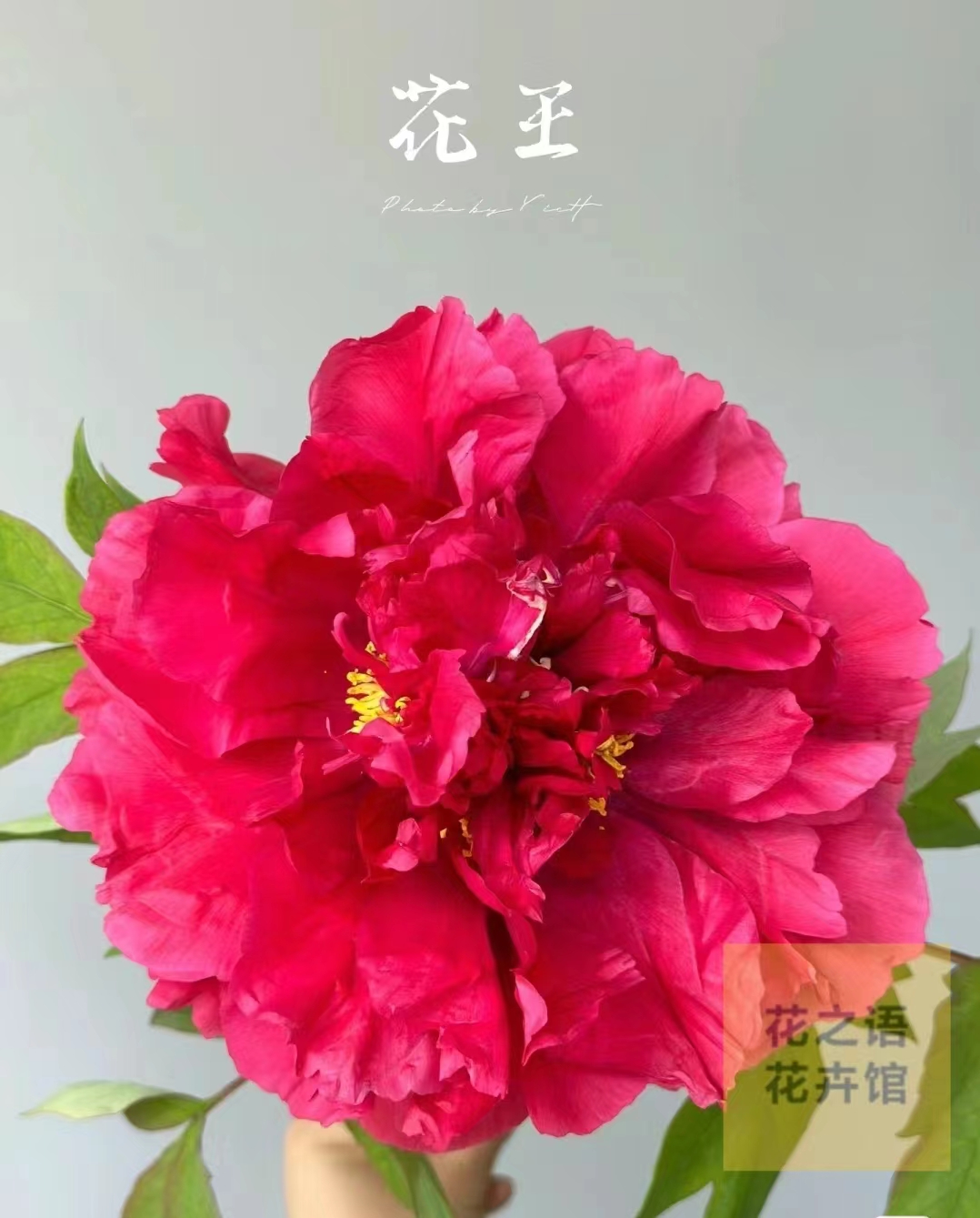 【花王】盆栽地栽洛阳牡丹花苗大苗（红色）基地种植发货施肥可选花开