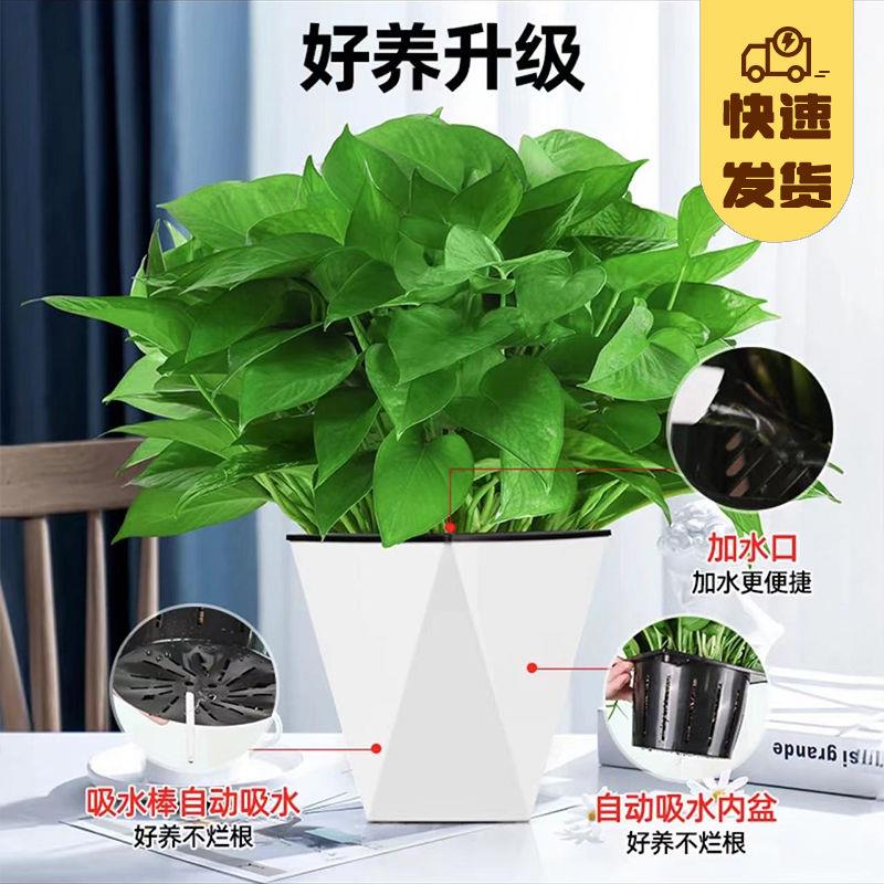 懒人水培绿萝吸除甲醛净化空气客厅摆放花室内绿植整箱卧室家用