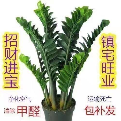 金树盆栽植物室内客厅四季常青招财除甲醛好养绿植植物小盆景