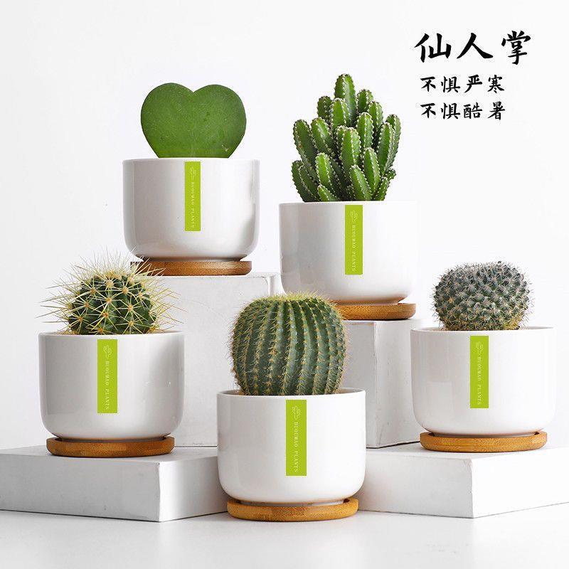 仙人掌盆栽室内仙人球多肉花卉植物办公室桌面绿植防辐射好养摆件