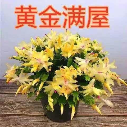 进口多层蟹爪兰带根土发货大苗花卉多肉好养植物室内盆栽四季开花