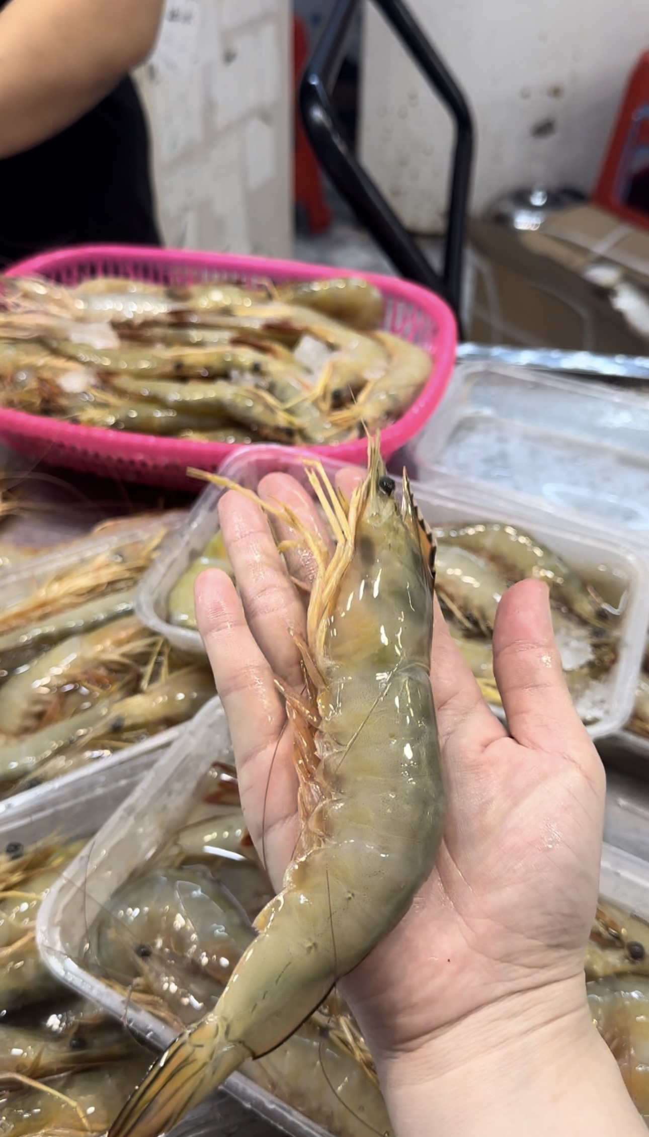 广西北海斤装海捕天然大明虾，不支持退款