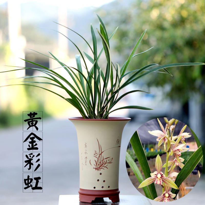 建兰经典铭品黄金彩虹室内四季盆栽兰花植物花卉好养浓香自然种植