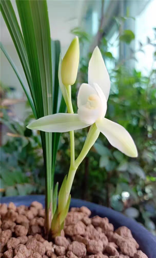 直播老兵养兰春兰素花之白雪冰心春季兰花栽种漂亮种植花卉
