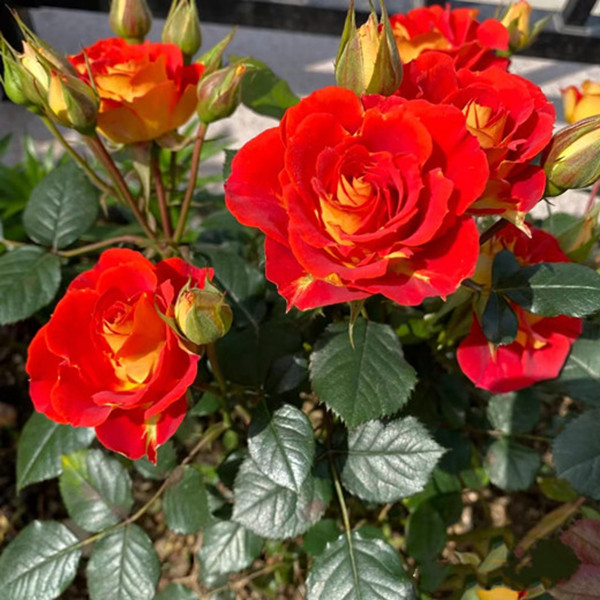 【双鱼座】优质花苗