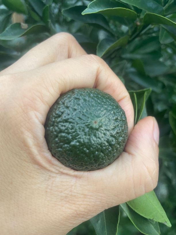 天马小青柑鲜果驳枝 可做四花青皮、小青柑茶 单果重量35克以上