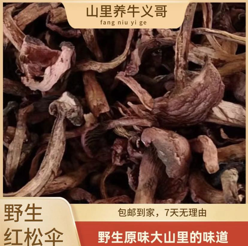 东北长白山山脉野生红松伞（肉蘑）250克起
