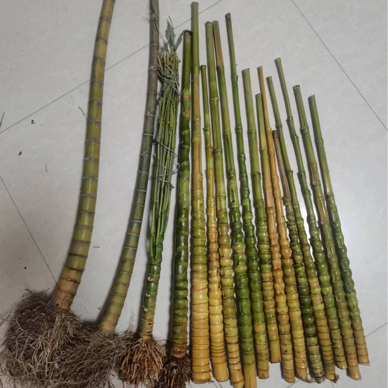 竹苞松茂罗汉竹烟杆毛料