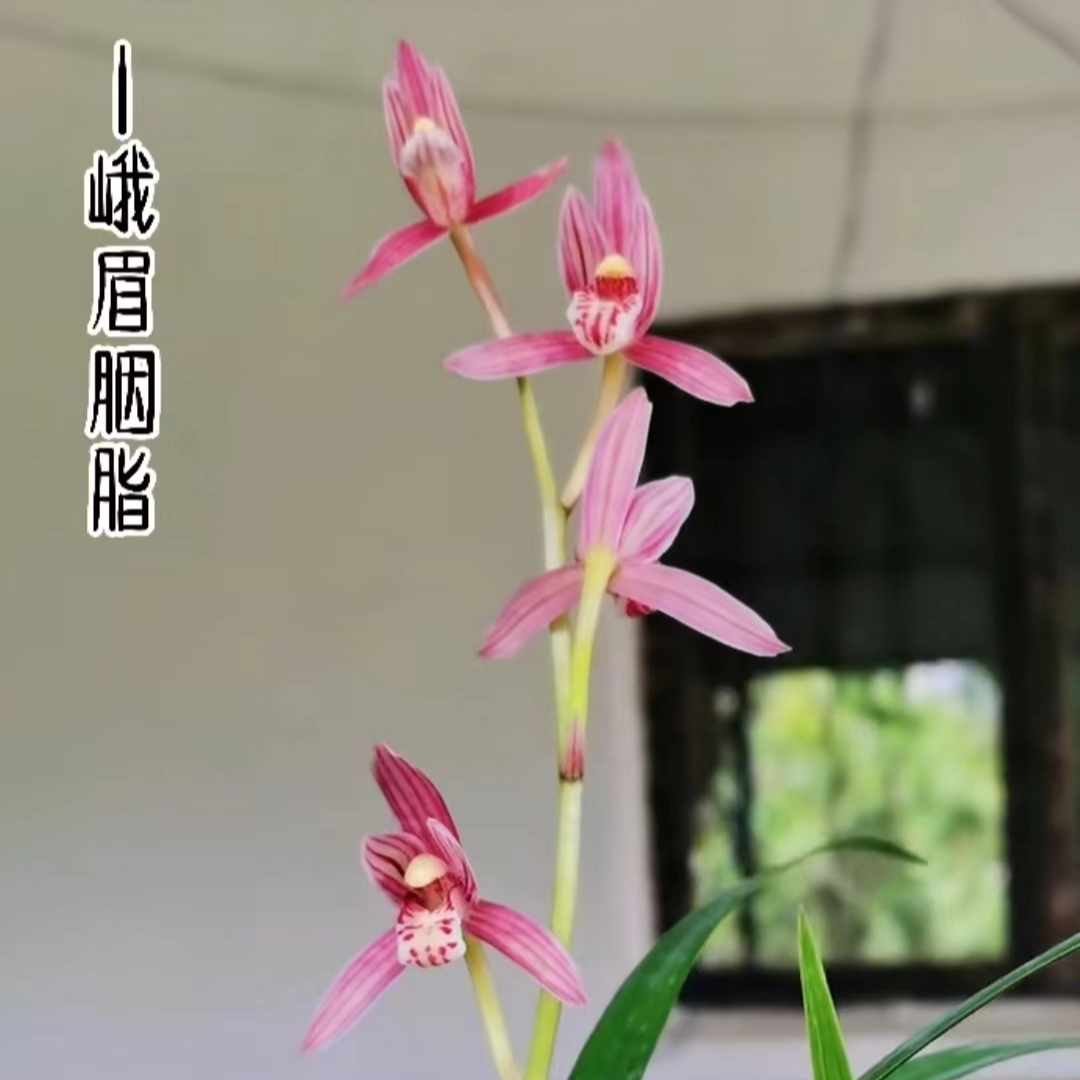 建兰峨眉胭脂中草型胭脂色花浓香型