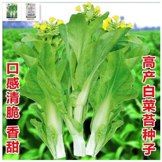 【5包仅1块】甜苔二号甜菜心种子白菜苔芯种籽四季播菜薹阳台盆栽
