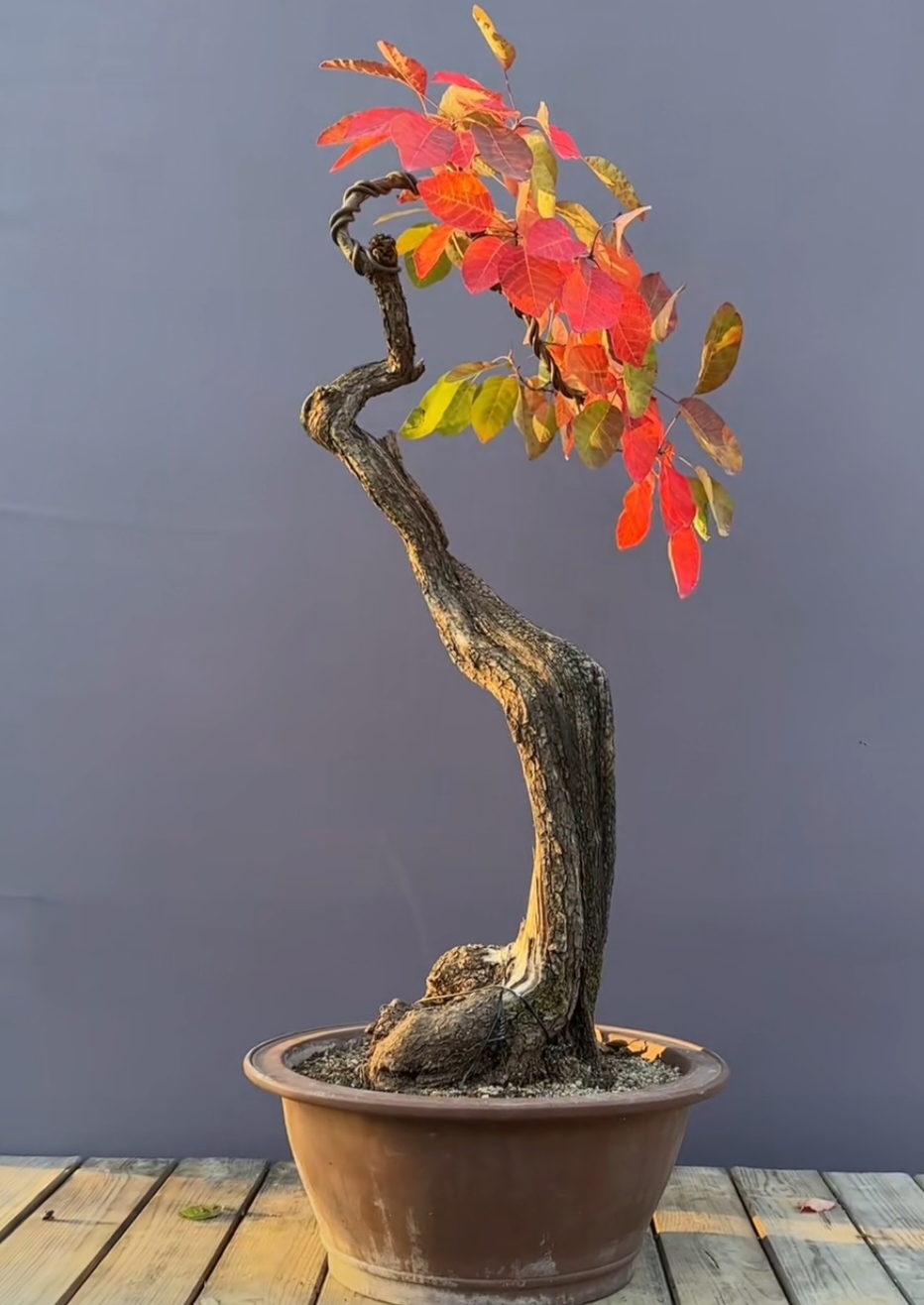 晓晨盆景园艺，一物一拍《京东发货不包邮）介意勿拍》