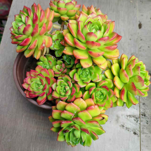 精品老桩飘枝蒂亚新手必拍  耐寒耐热多肉植物云南昆明发货