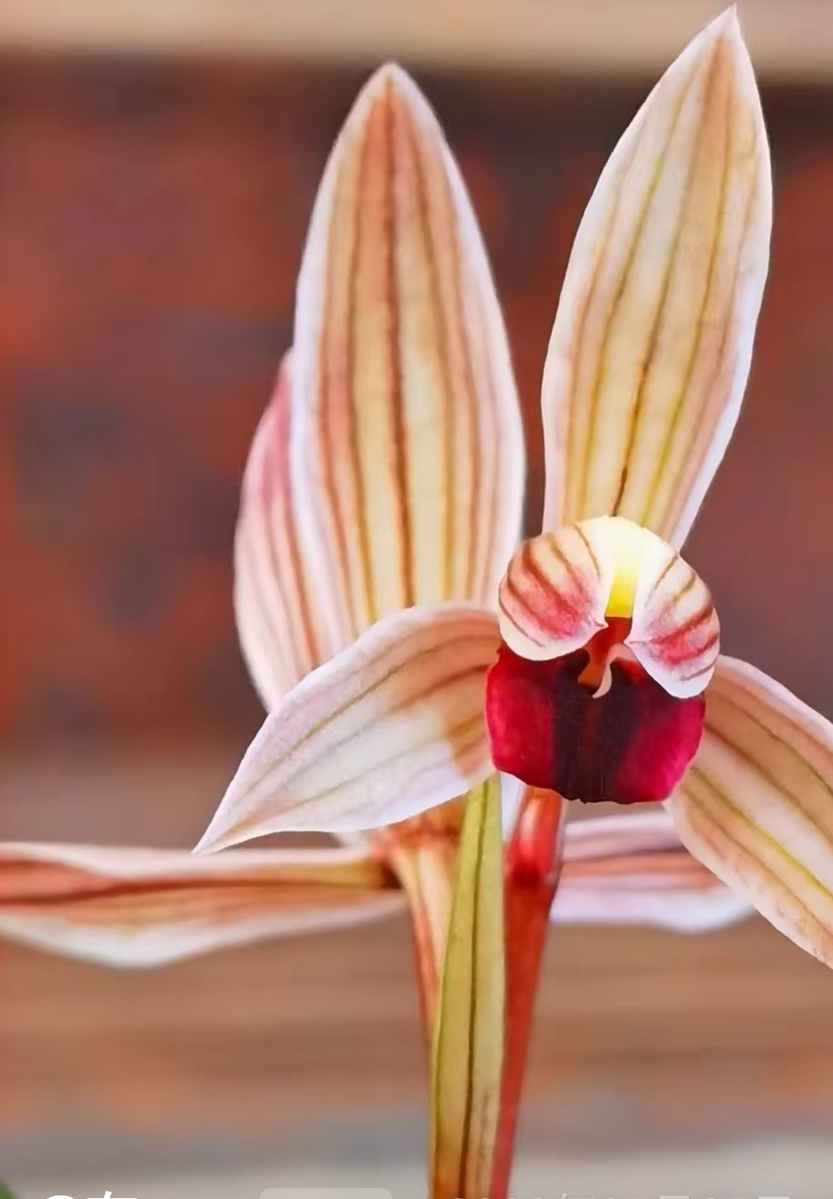 莲瓣兰名品，所见即所得