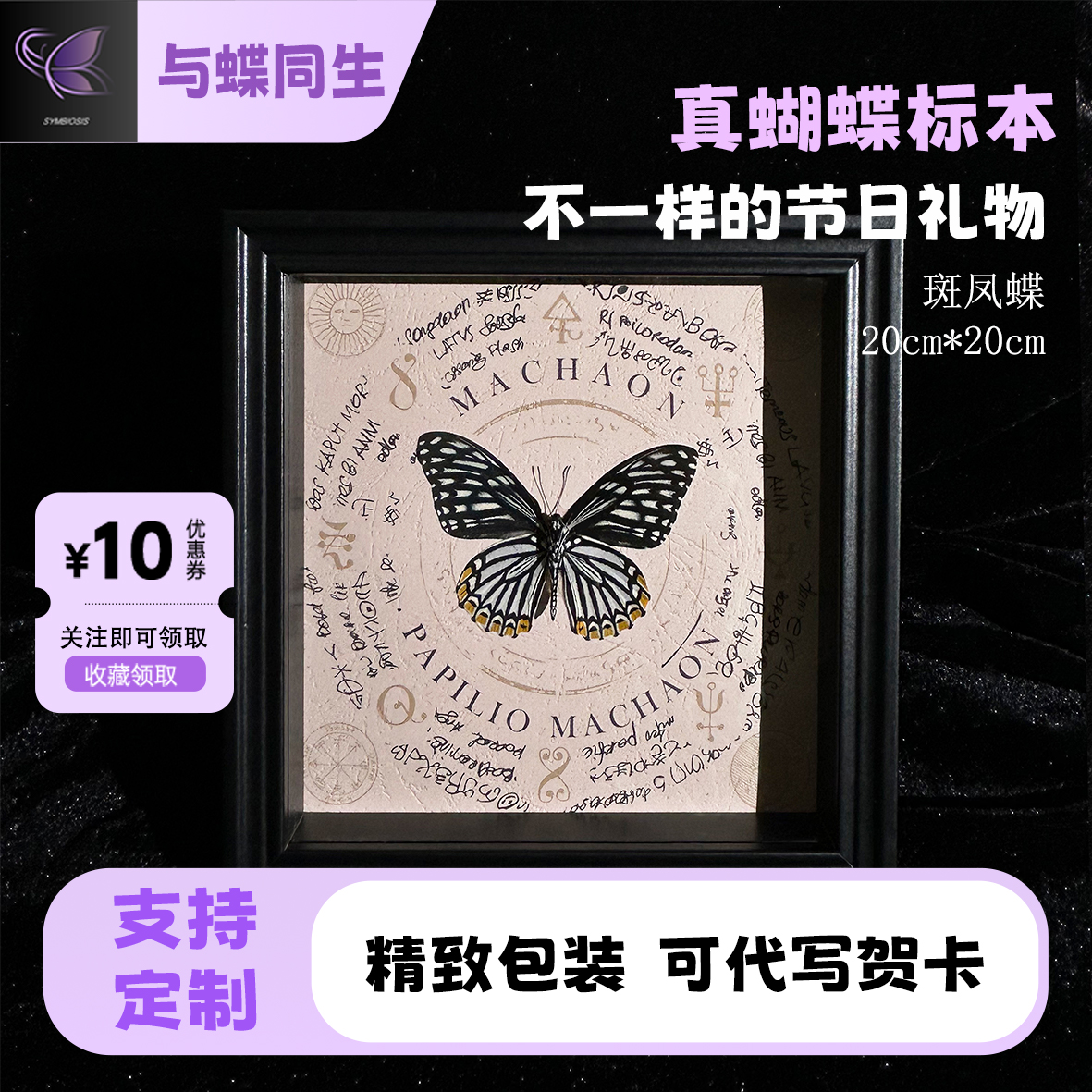 斑凤蝶真蝴蝶标本高级感家居装饰品男女朋友情人节生日创意礼物