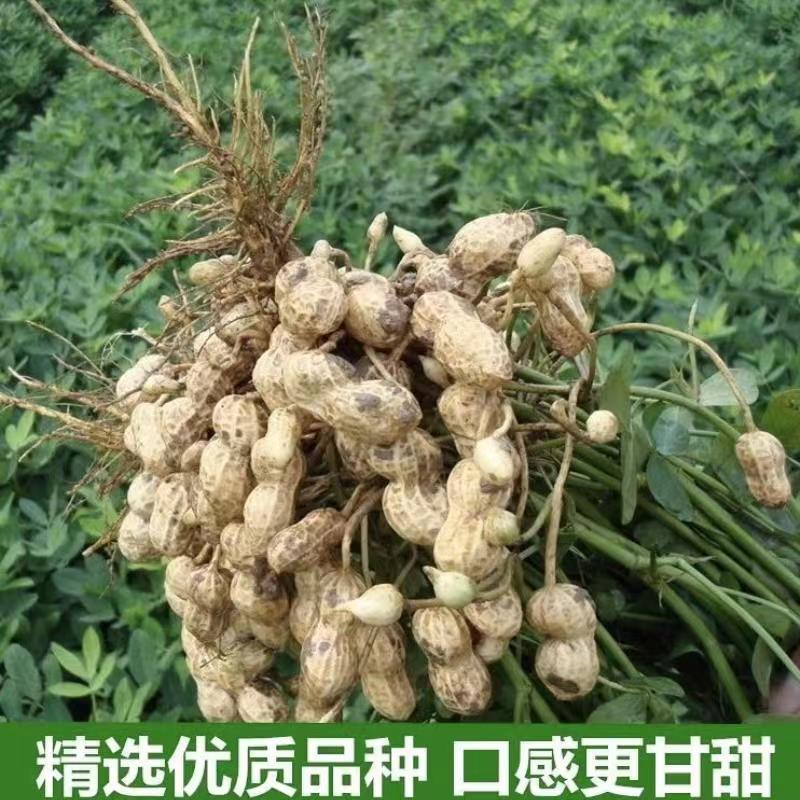 水煮带壳花生咸脆软糯香甜美味坚果追剧下酒菜零食