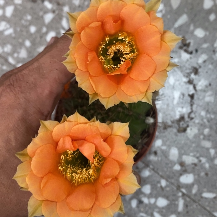 再****谁编号B4摘花脱土发货