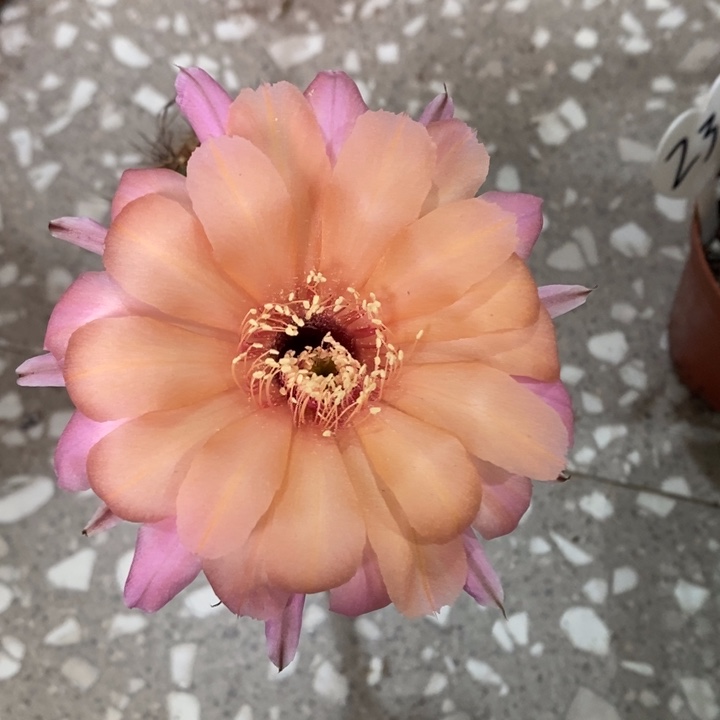 晨**园编号B12摘花脱土发货