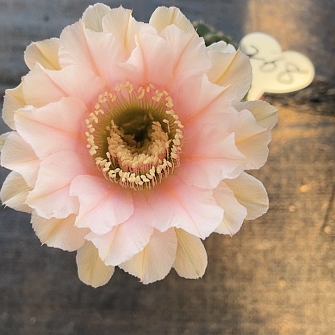 编号268摘花脱土发货