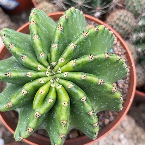 美锦233带盆土发货