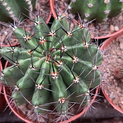 狂刺D3带盆土发货