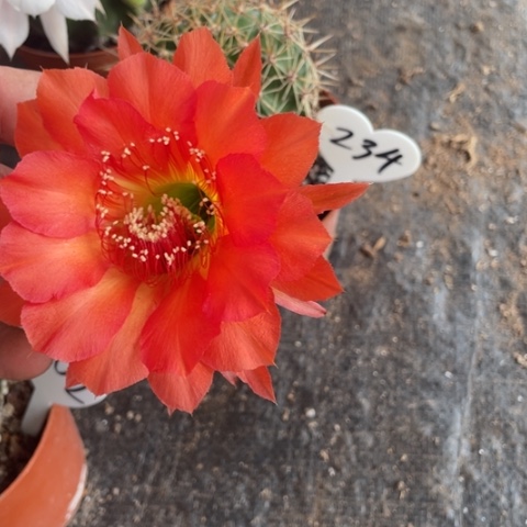 编号234摘花脱土发货