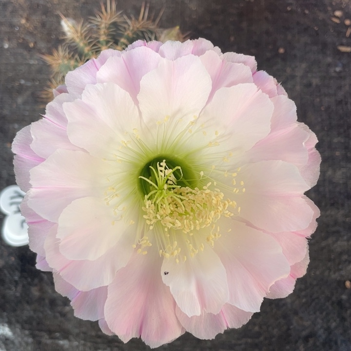 妞**妈编号258摘花脱土发货